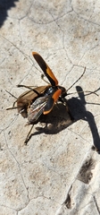 Chauliognathus limbicollis