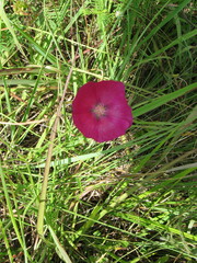 Callirhoe papaver