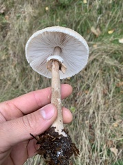 Macrolepiota mastoidea
