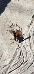 Chauliognathus limbicollis