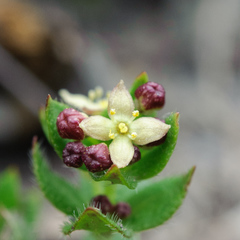Galium nankotaizanum