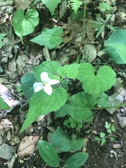 Viola canadensis