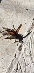 Chauliognathus limbicollis