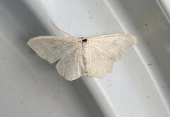 Idaea straminata
