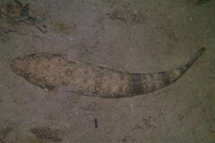 Platycephalus westraliae