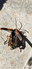 Chauliognathus limbicollis