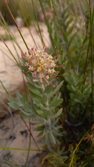 Leucospermum calligerum