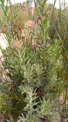 Leucospermum calligerum