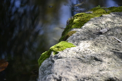 Ptychostomum pseudotriquetrum
