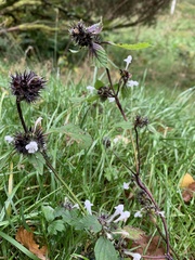 Galeopsis
