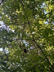 Ceiba pentandra