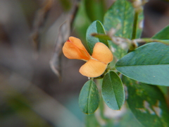 Tephrosia tinctoria