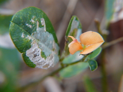 Tephrosia tinctoria