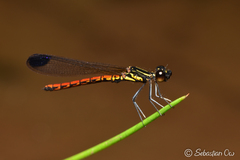 Libellago aurantiaca
