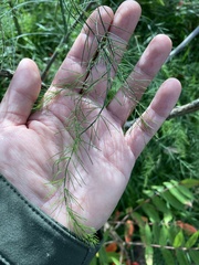 Asparagus