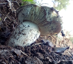 Tricholoma columbetta