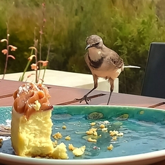 Motacilla capensis capensis