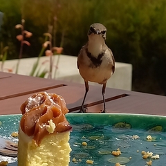 Motacilla capensis capensis