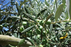 Olea europaea