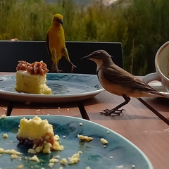 Motacilla capensis capensis