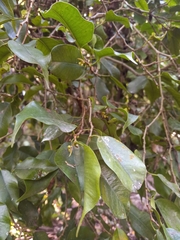 Ficus benjamina