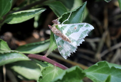 Victoria fuscithorax