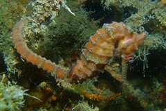 Hippocampus subelongatus