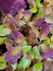 Thalictrum venulosum