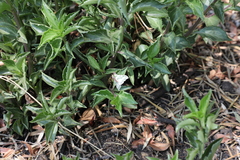 Victoria fuscithorax