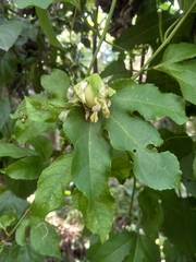 Passiflora edulis flavicarpa