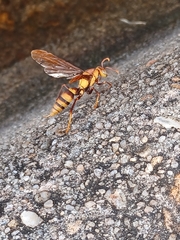 Polistes major major