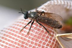 Dioctria atricapilla