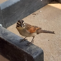 Emberiza capensis capensis