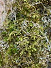 Porella platyphylla