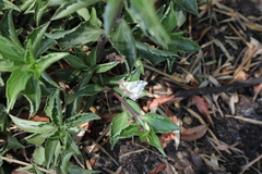 Victoria fuscithorax