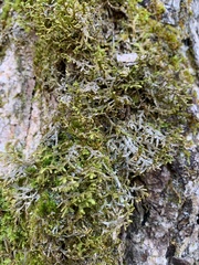 Porella platyphylla
