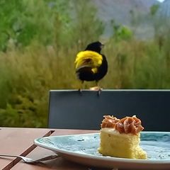 Euplectes capensis capensis