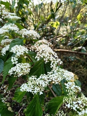Viburnum luzonicum