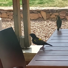 Euplectes capensis capensis