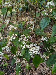 Viburnum luzonicum