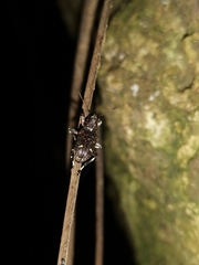 Anthribidae