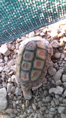 Homopus areolatus