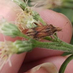 Harmostes fraterculus