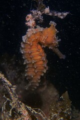 Hippocampus subelongatus