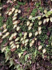 Diphyscium foliosum