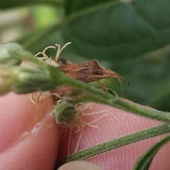 Harmostes fraterculus