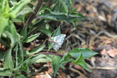 Victoria fuscithorax