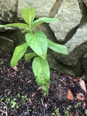 Hydrangea paniculata