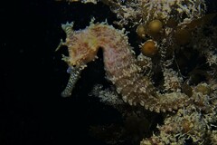 Hippocampus subelongatus