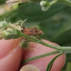 Harmostes fraterculus